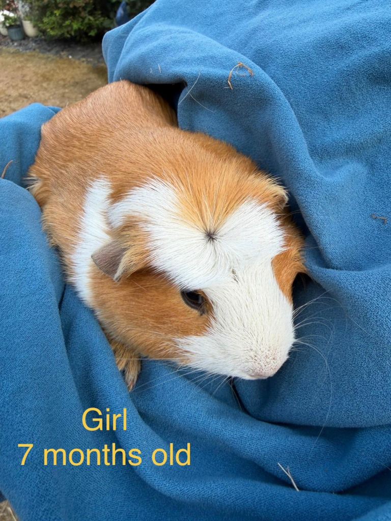 Guinea pigs - 7 months old 