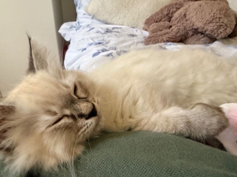 Ragdoll kitten