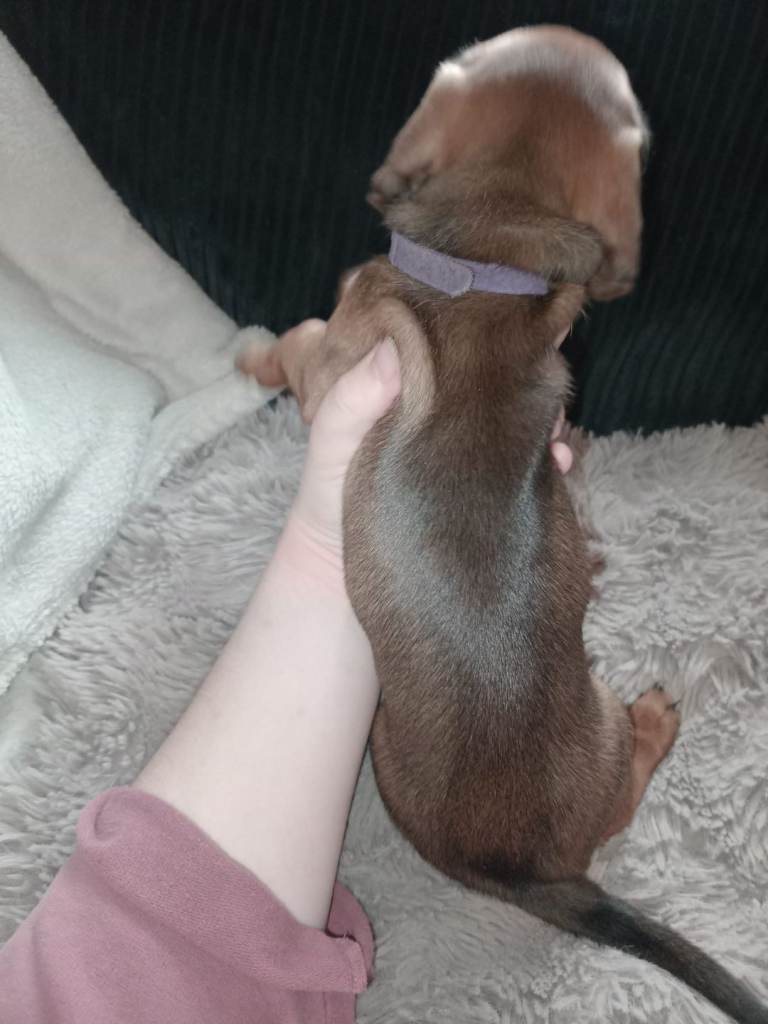 🐾 Beautiful Miniature Dachshund Puppies Looking for Their Forever Homes 🐾
