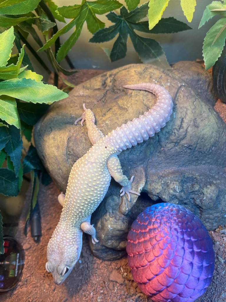 Leopard Gecko & 3ft Exo Terra Vivarium