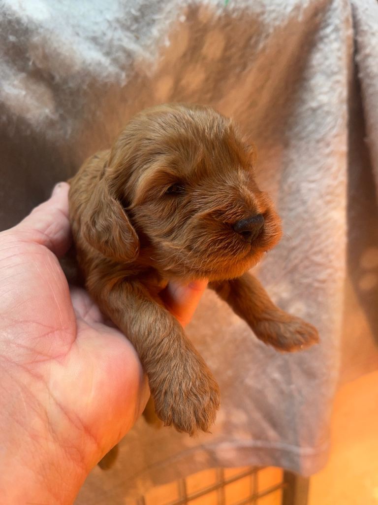Cockapoo puppies reds boys girls 