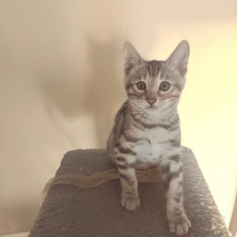 Pure Bengal Kitten 