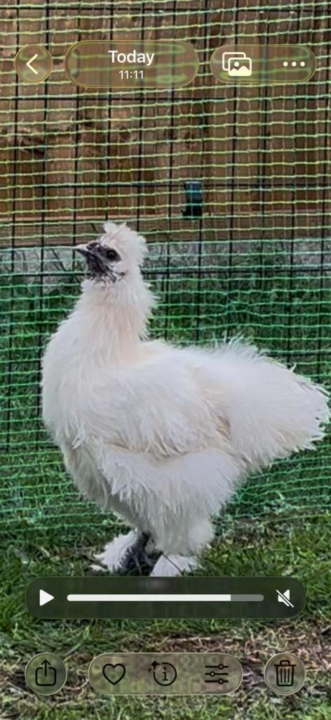 Silkie cockerel 