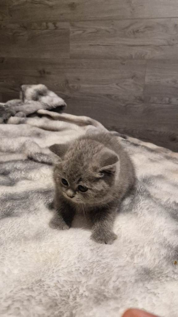 litter of British shorthair 