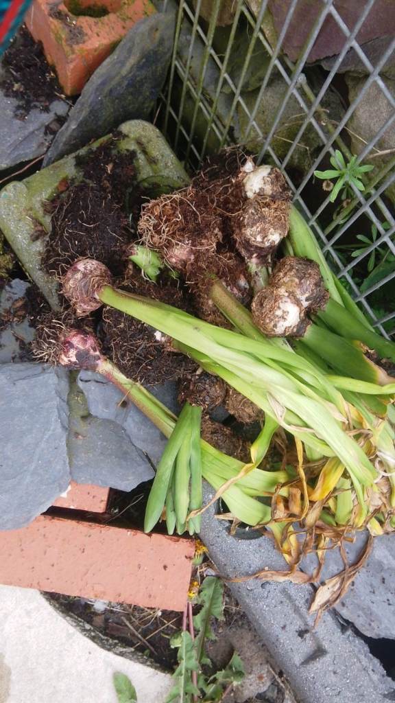 Indoor Trees. Flowers. Plants. For Sale 