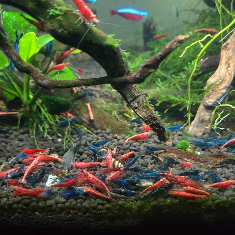 Live blue velvet and red sherry adult topical shrims