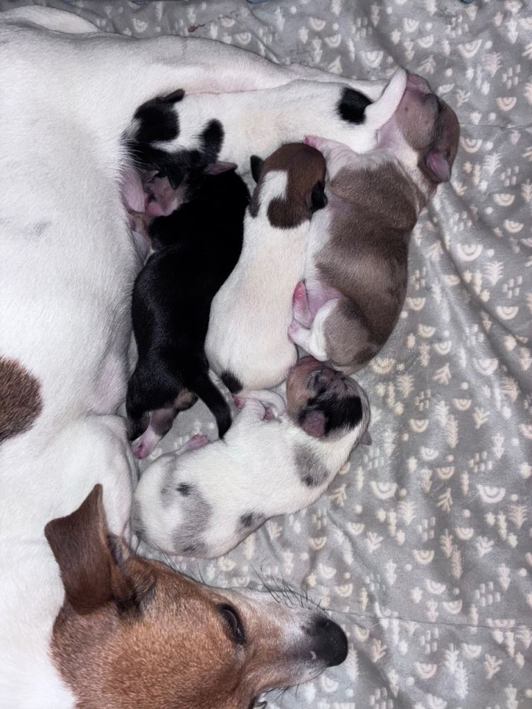 Jack Russell puppy’s 