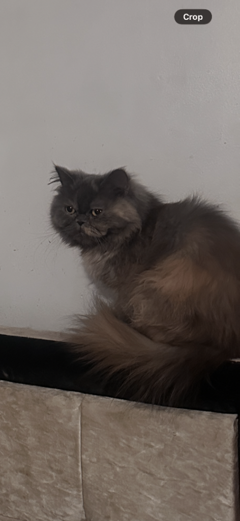 FULL PERSIAN CAT