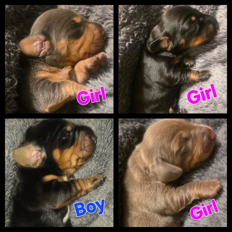 Gorgeous Litter of Miniature Dachshunds For Sale 