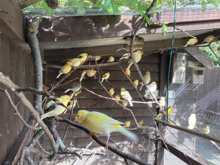 Fife Canaries
