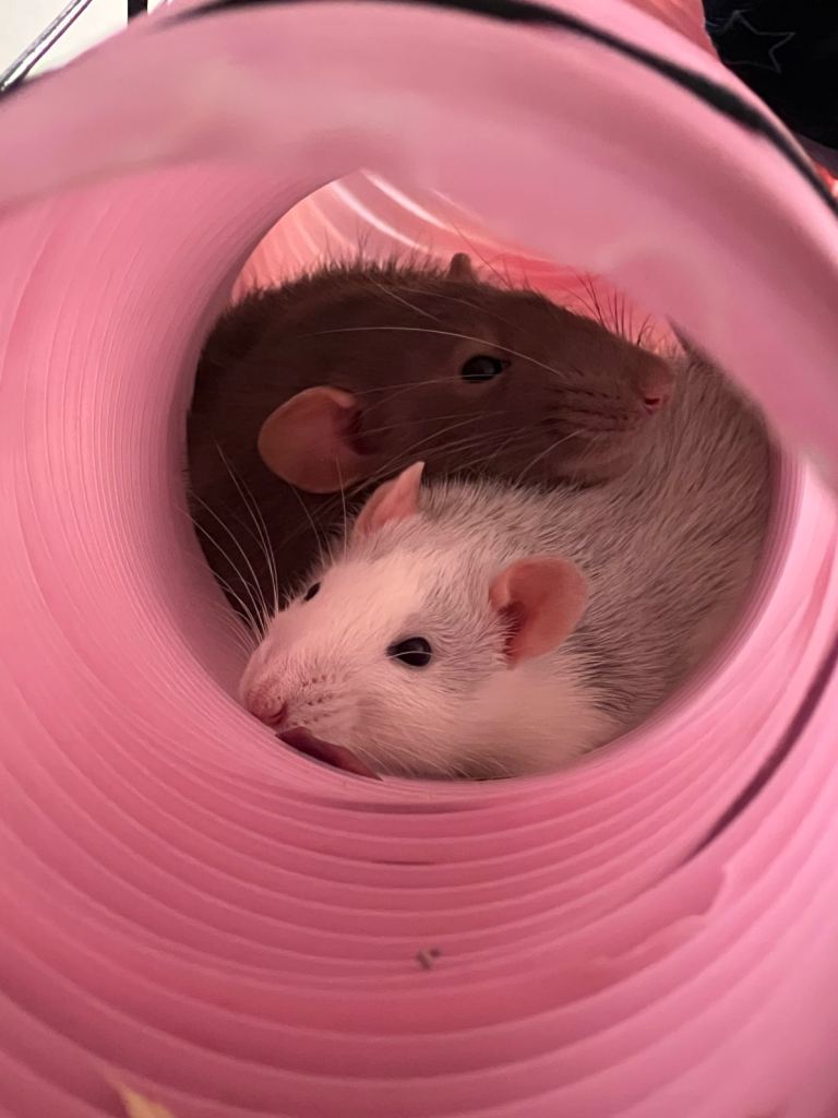 Two female rats