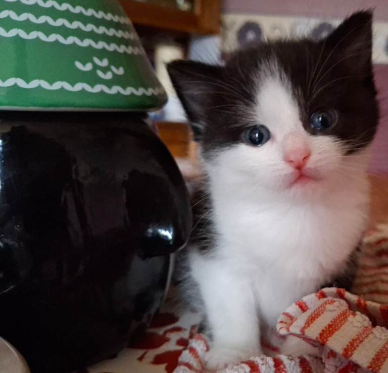 Beautiful baby kittens. 