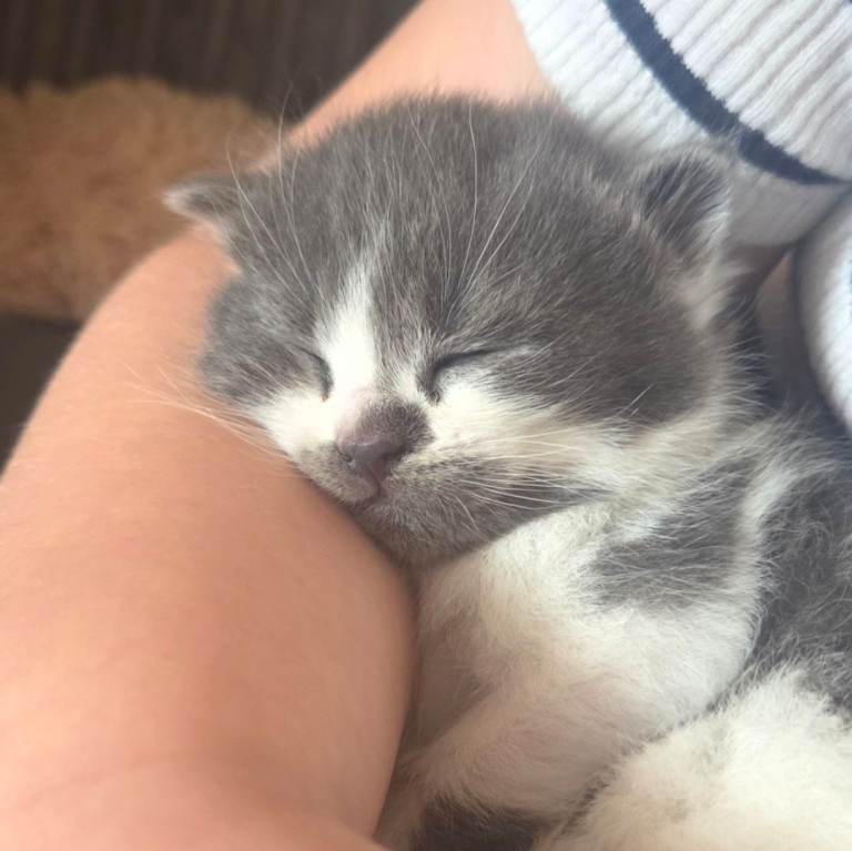 Male kittens 