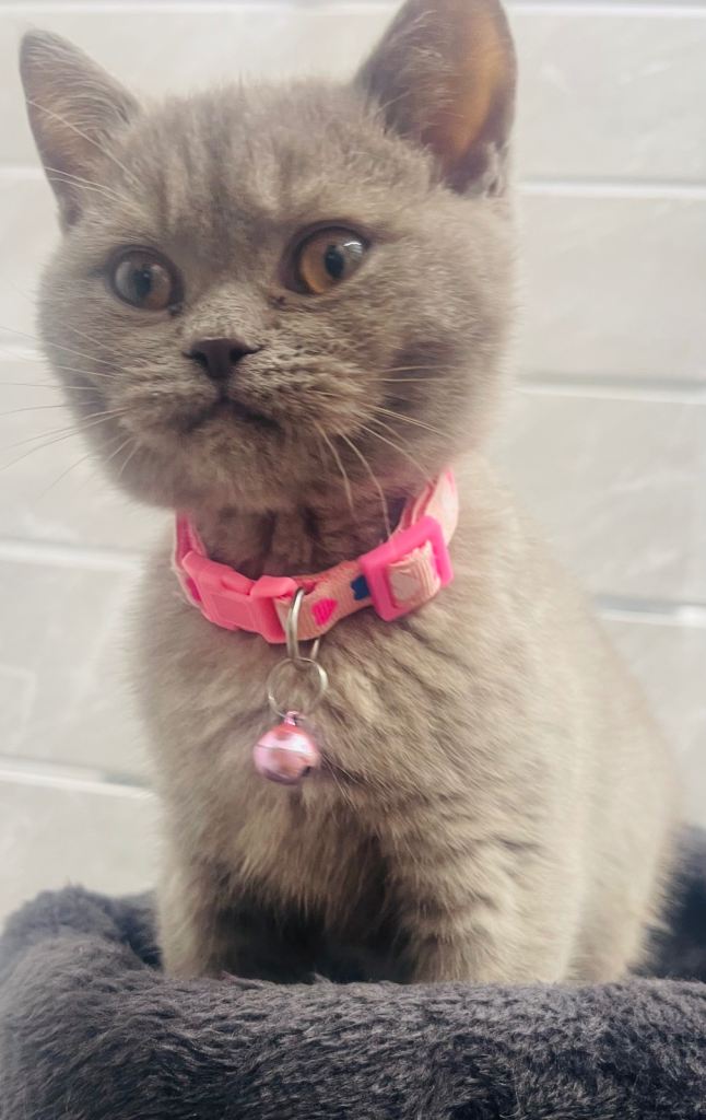 LAST RARE Fawn Lilac British Shorthair Kitten 10 Weeks Old!