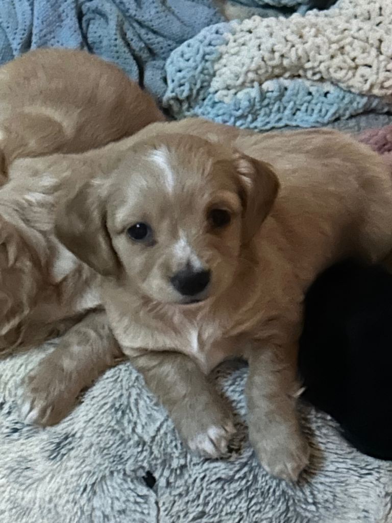 Cockerpoochi pups