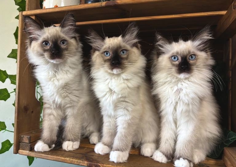 Pure Ragdoll Kittens for sale 