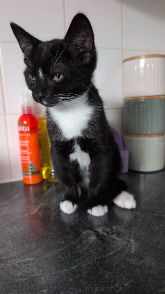 Tuxedo kittens for sale 