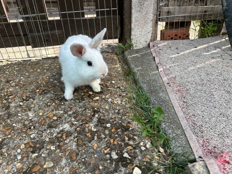 Beautiful boy Rabbit, 8 month for sale, Soft and lovely, looking for loving homes, collection only 