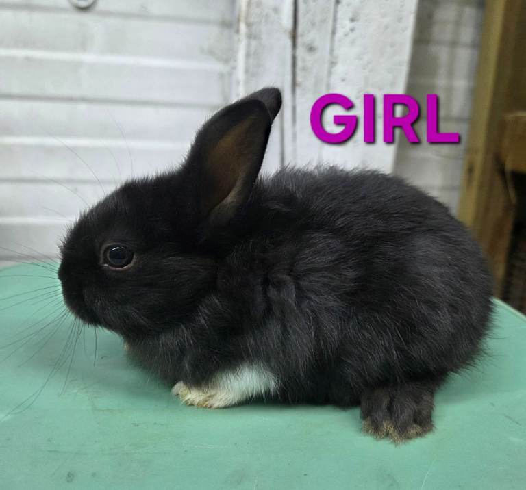 HAND REARED BABY RABBITS!!! VIEW ALL PICTURES!!