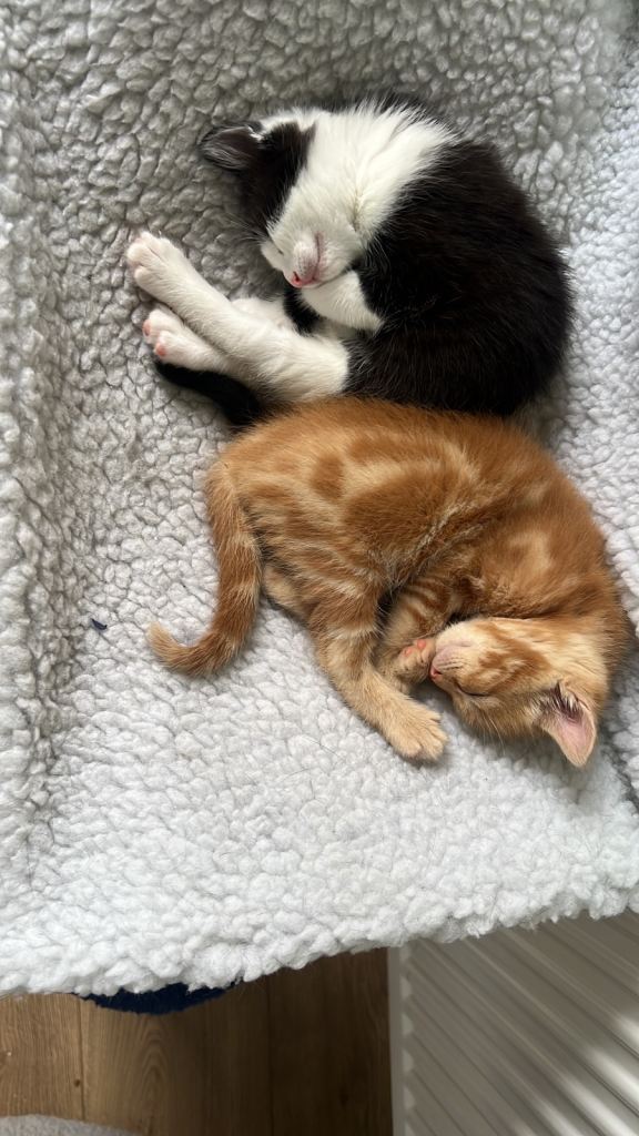 3 kittens 