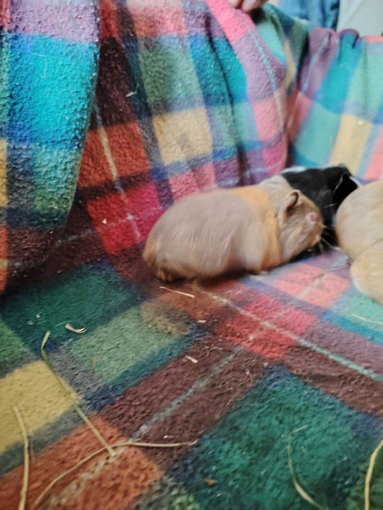Guinea pigs for sale