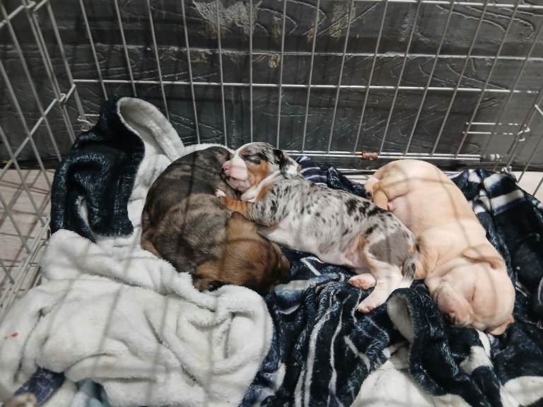 Cheweenies. Dachund 'X chiuahua