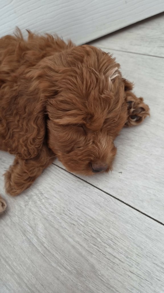 Cockerpoo pup