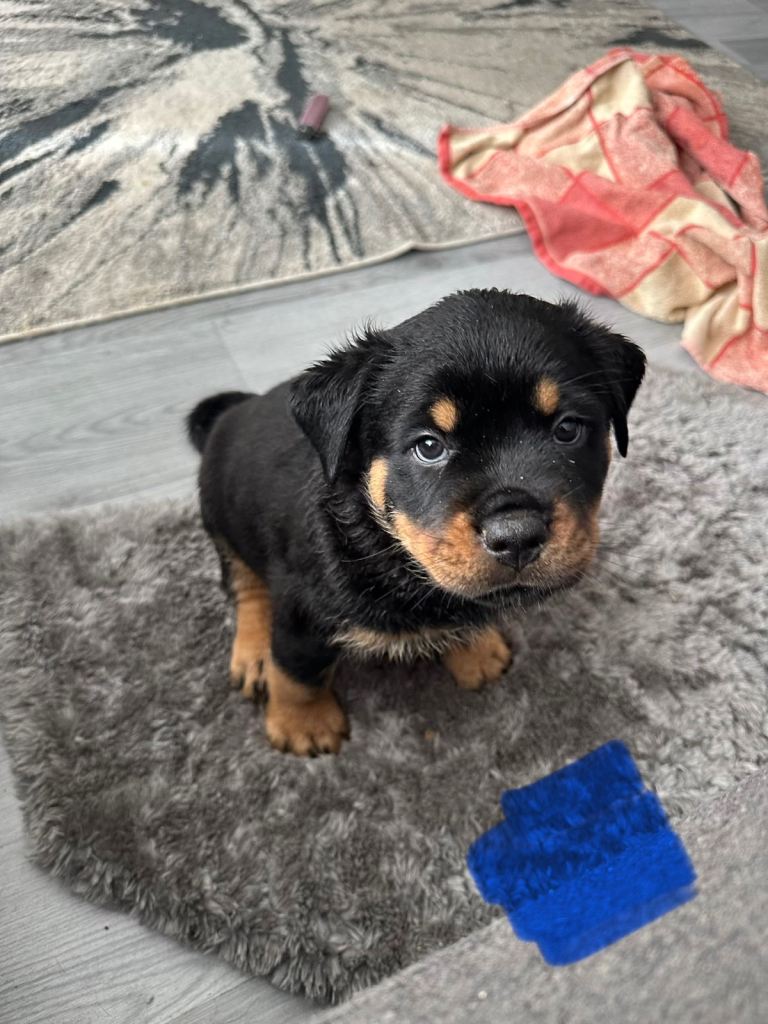 3 Beautiful Rottweiler Puppies - RESERVATION