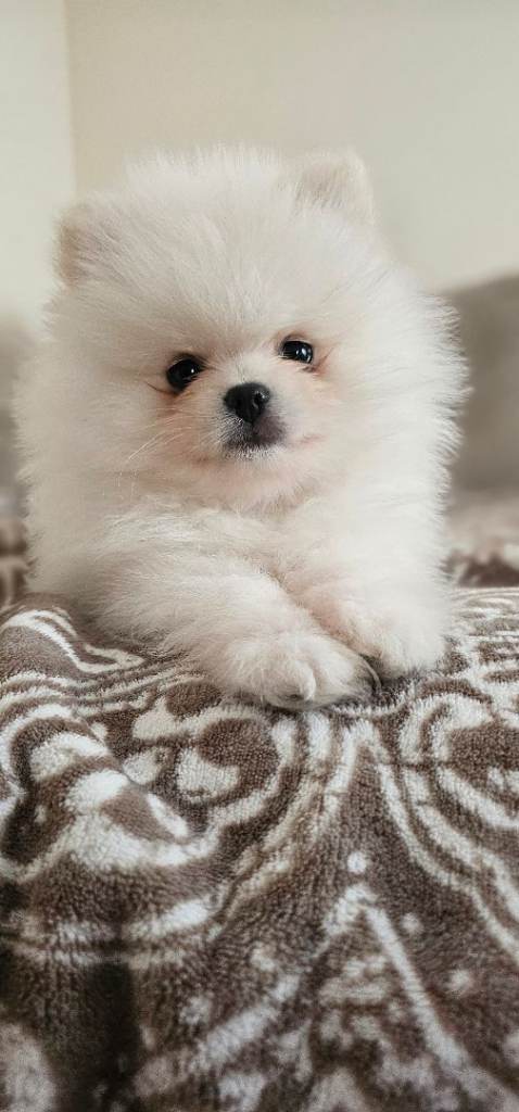 Rare Snow White & Tuxedo Pomeranian Puppies – Teddy Bear Type 🧸