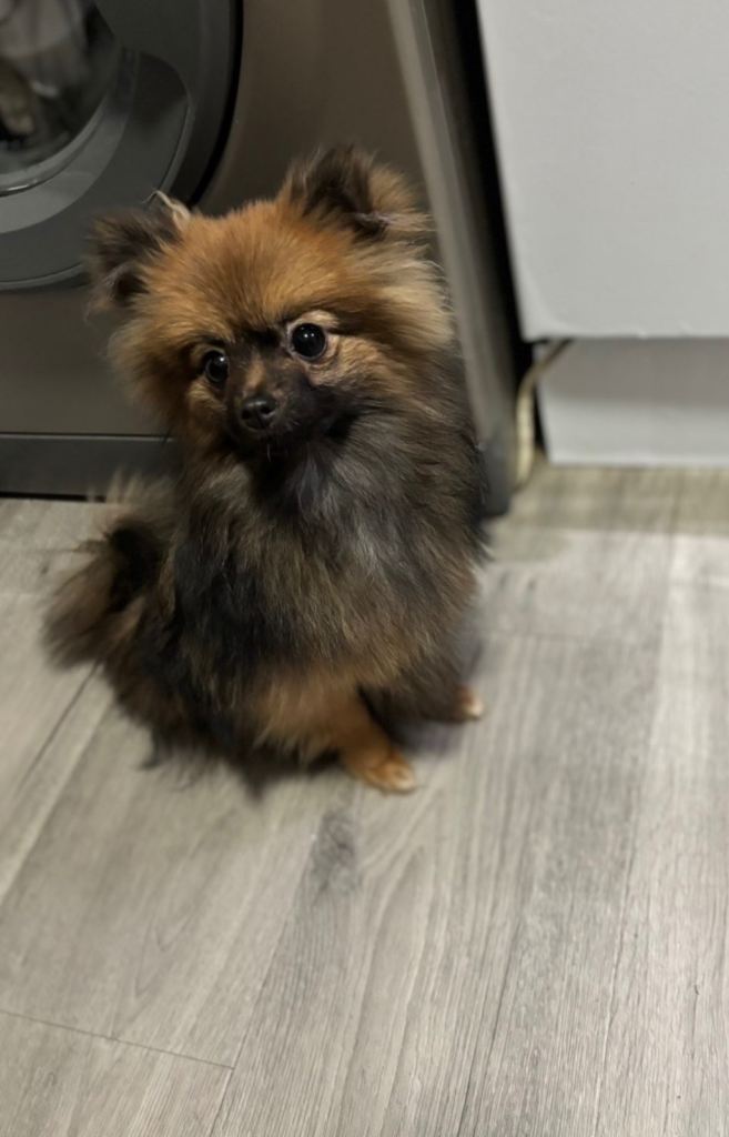 Pomeranian puppy 
