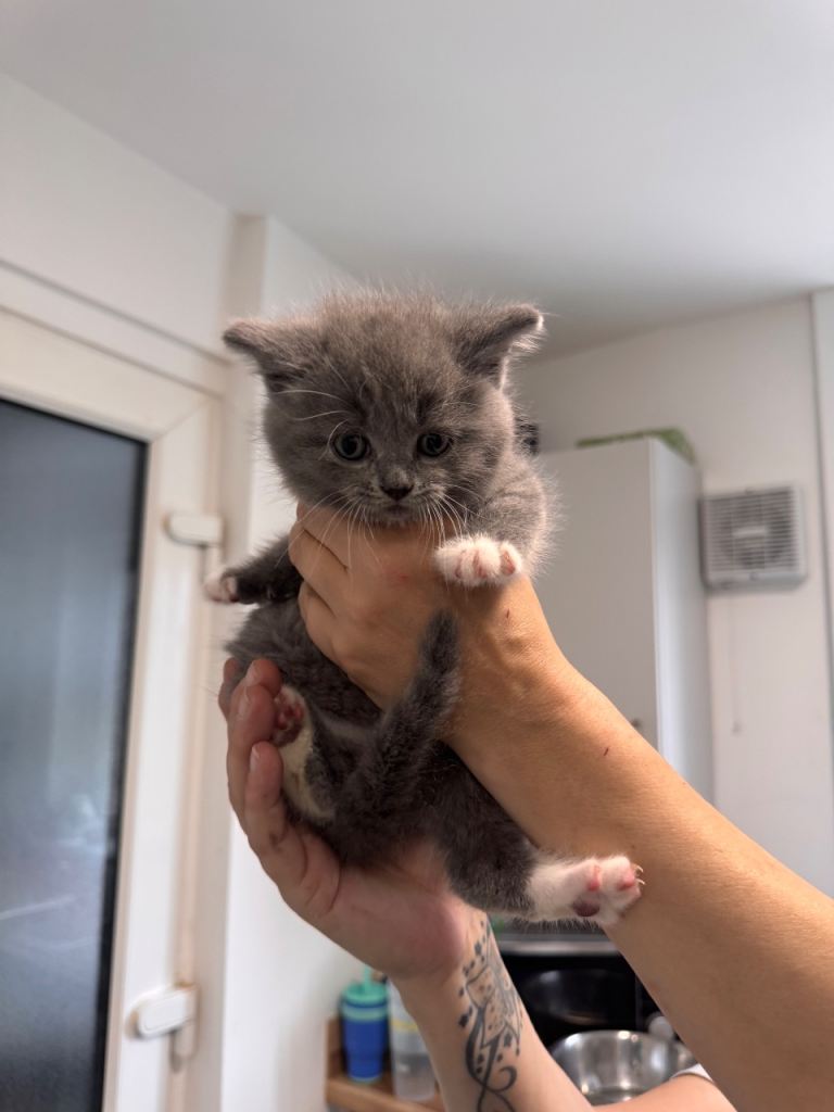Kittens