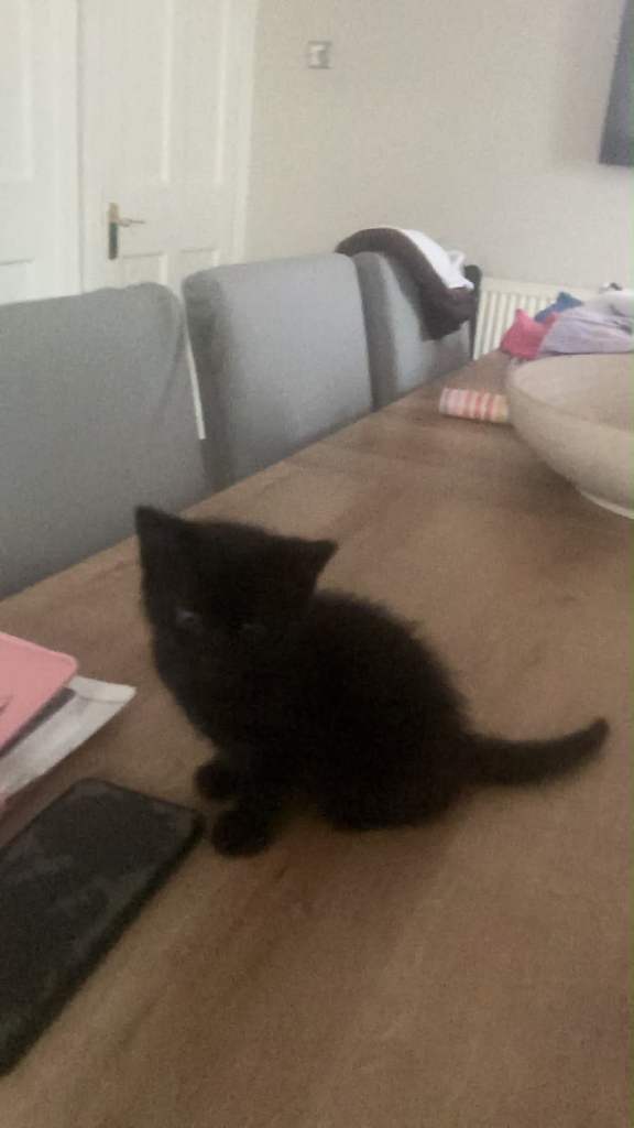 Kitten