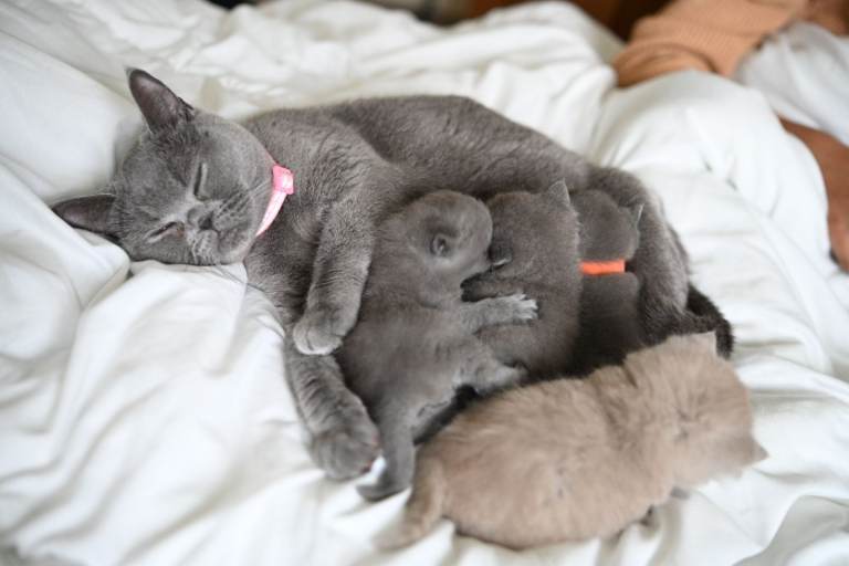 Pure British Blue Shorthair Kittens – Reservations Now Open 💙