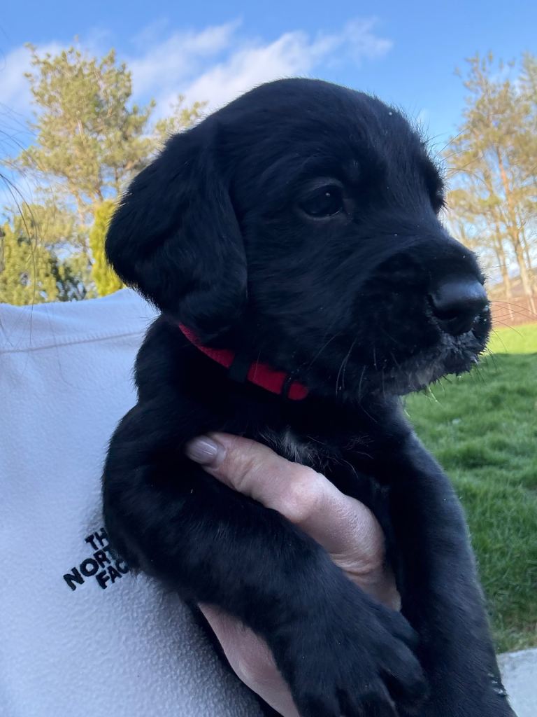 Labrador X Cocker Spaniel Puppies