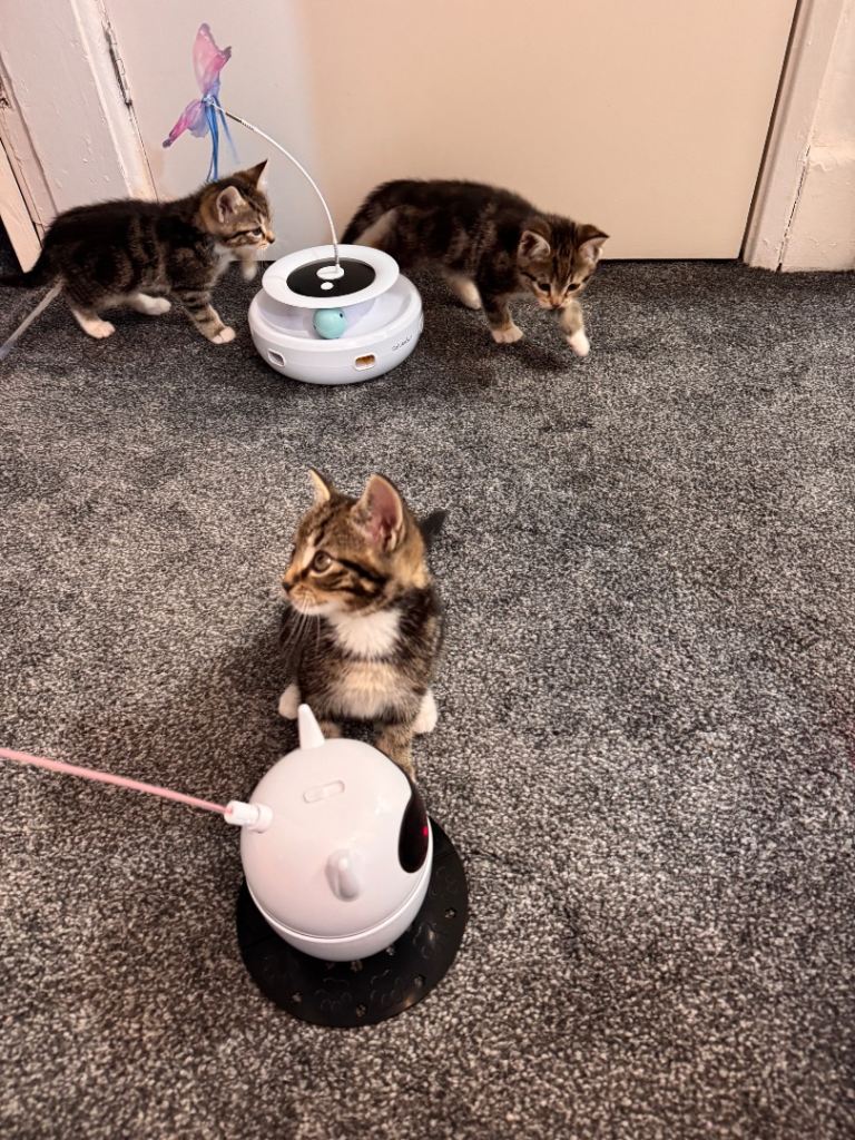 Lovely Tabby Kittens Looking for Caring Homes