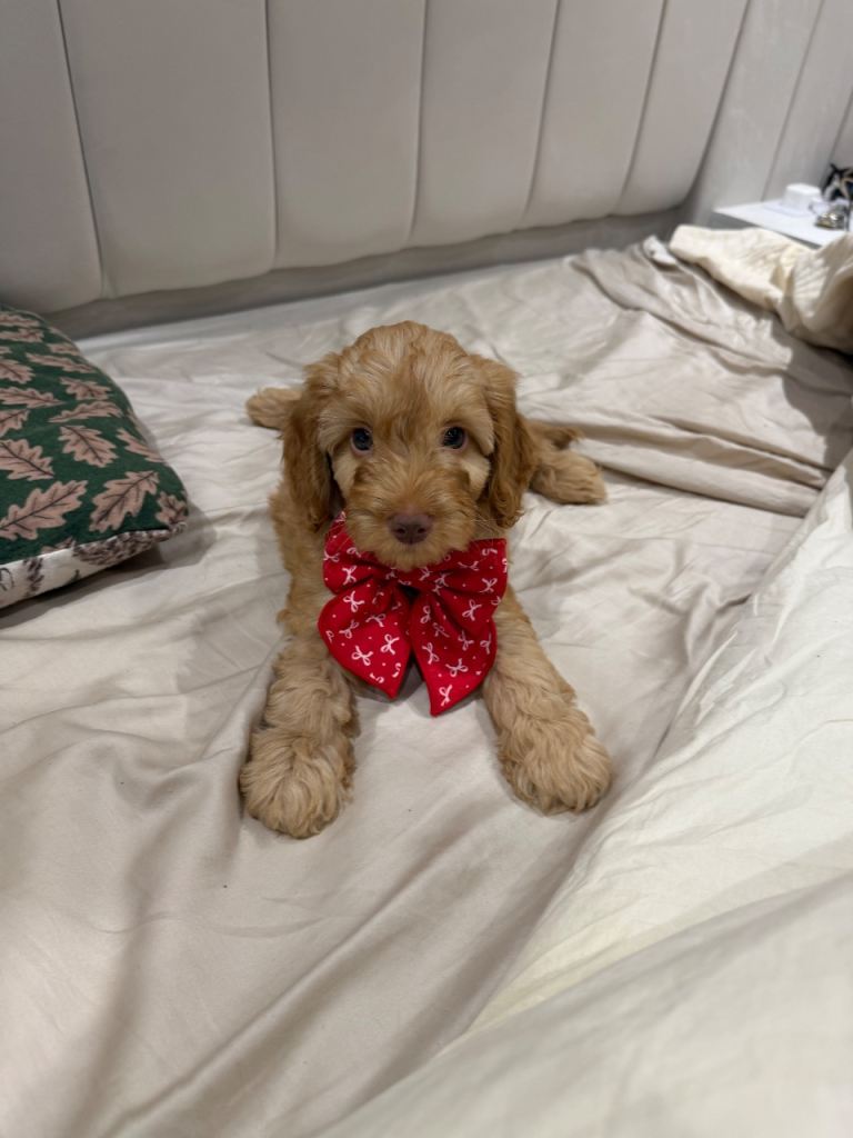  ( 1 LEFT) Stunning Cockapoo Puppies DNA tested 