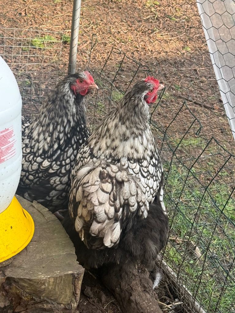 Silver Laced Orpington pairs and roosters