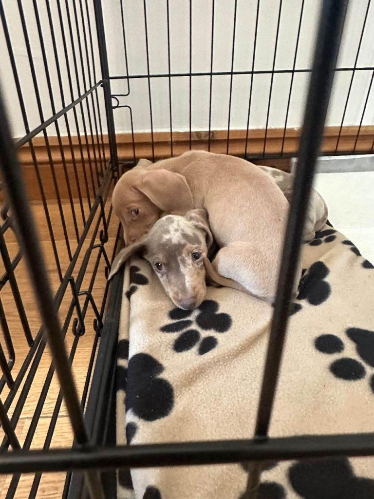 Miniature dachshund hound puppies