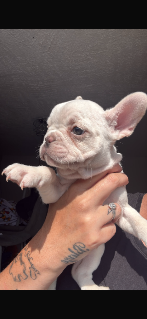 2 female French bulldogs left out of a litter of 8 