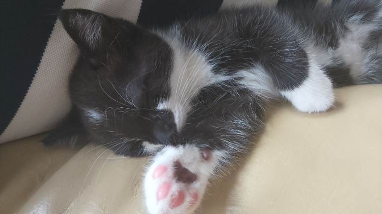 Tuxedo kitten ready to go