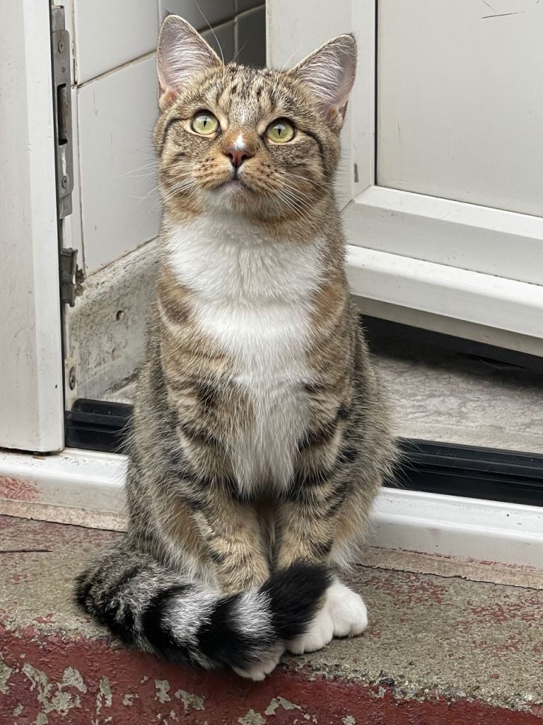 Tabby cat for sale