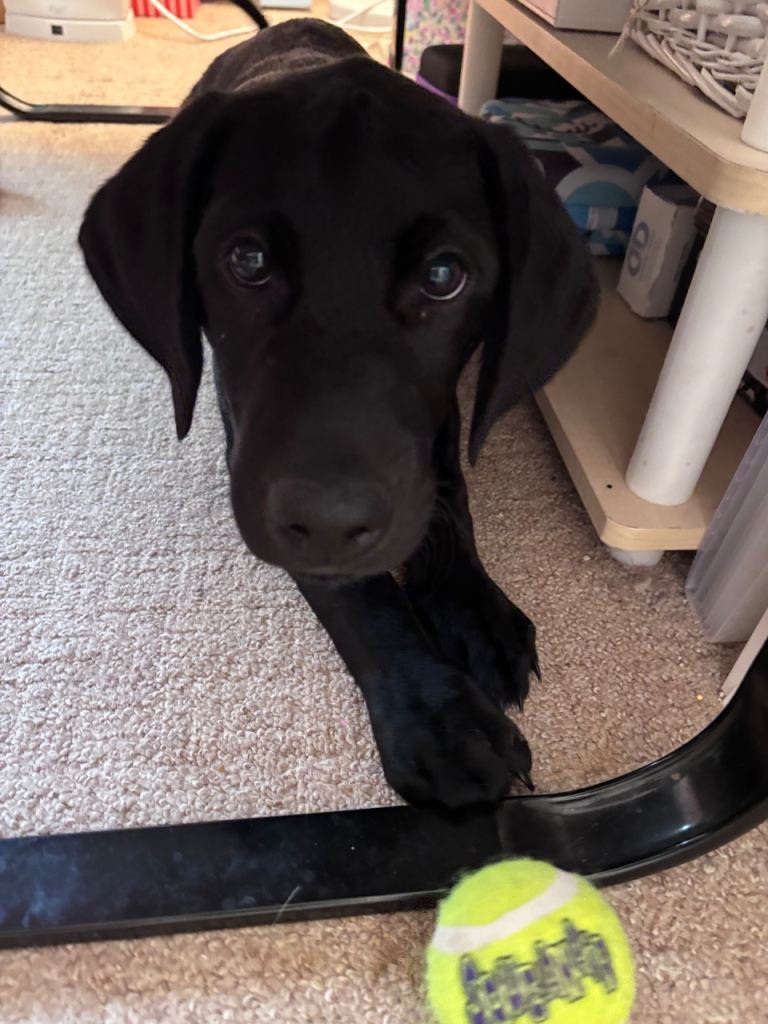 Black Labrador male puppy