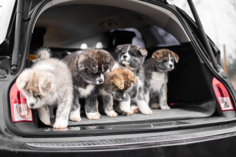 Japanese Akita Inu RKC Registered