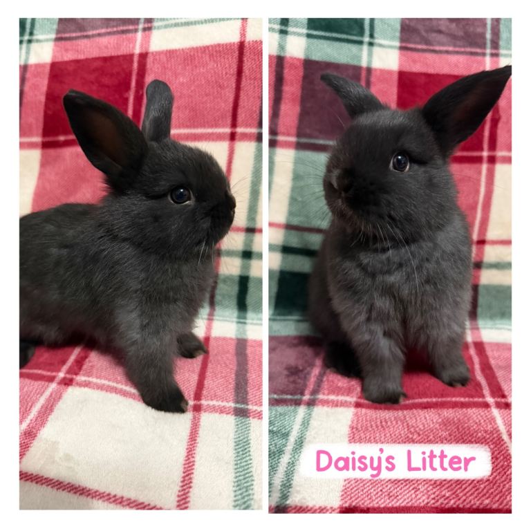 🐰Beautiful Mini Lop x Netherland Dwarf Rabbits🐰