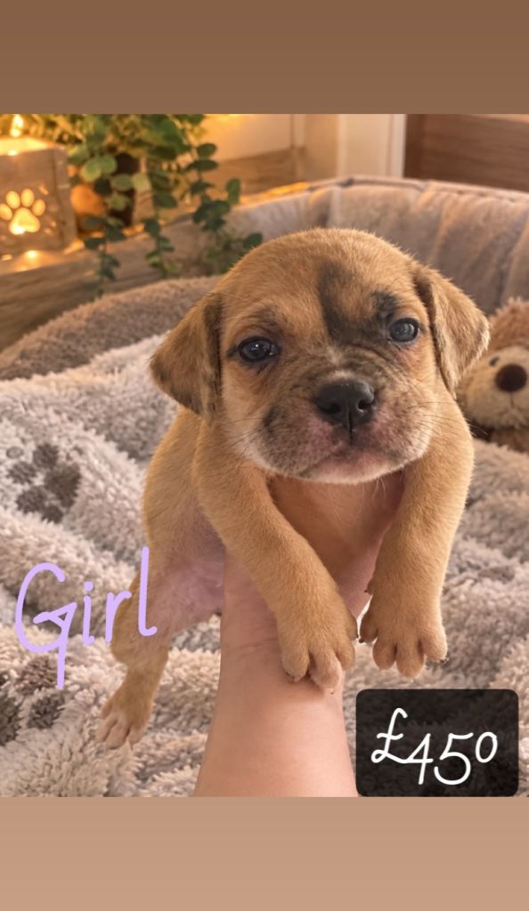 2 cane corso pups 