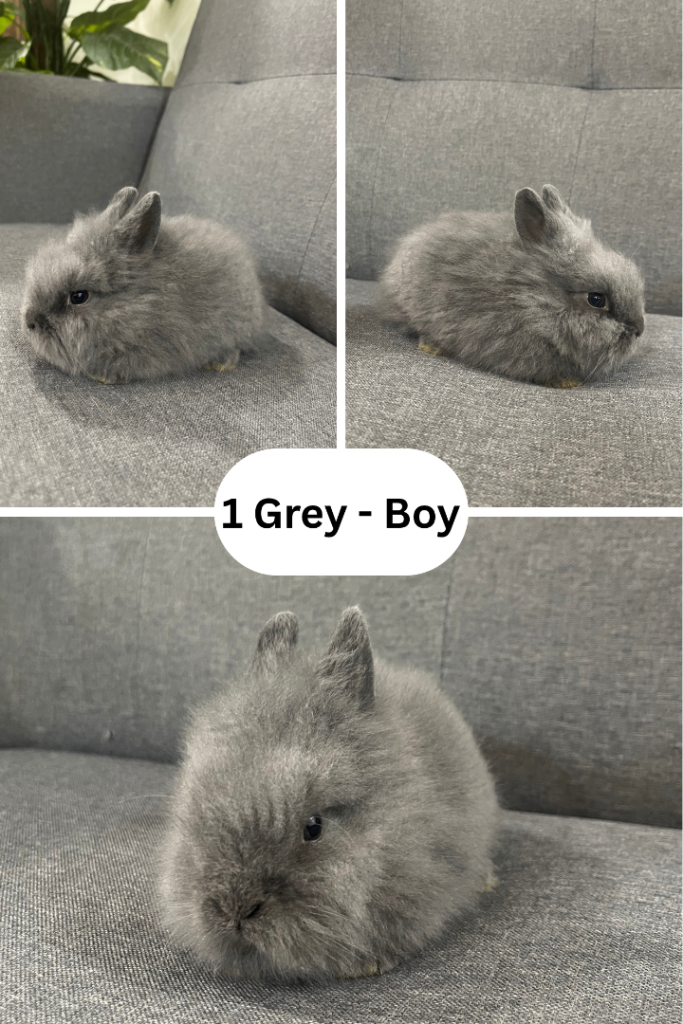 Adorable Lionhead Bunnies