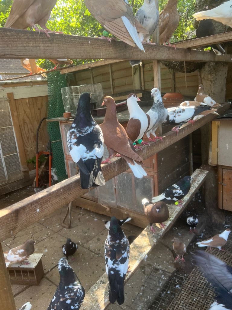 Afghan pigeons 