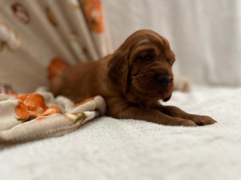 Irish Setter Puppies (1 boy left)