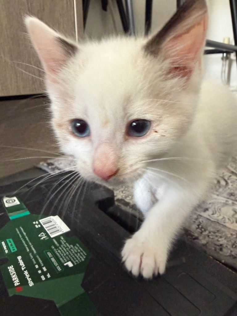 2 male kittens for sale 