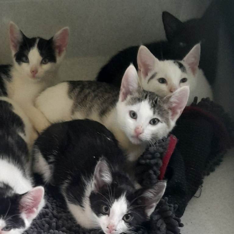 Gorgeous kittens for sale, 9 weeks old 